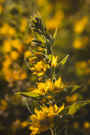 Flowers against a blurred background on a sunny June day.