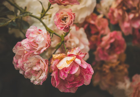 Roses in the garden on a blurred background on a sunny July day. Summertime.
