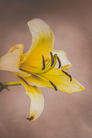 Lily flowers on a blurry background on a sunny June day in the countryside.の写真素材