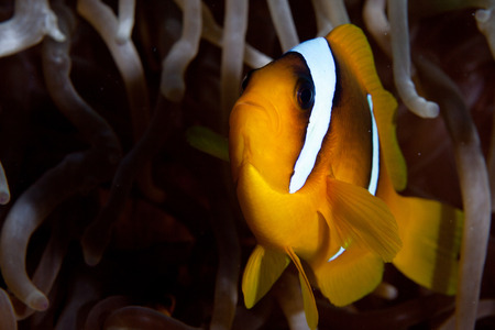 Clownfishの写真素材