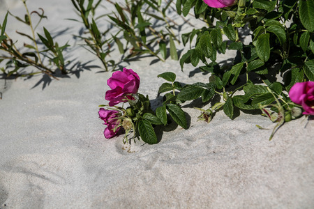 Sand flowersの写真素材