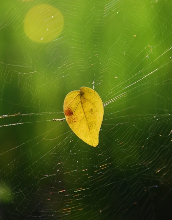 yellow leaf on cobwebの写真素材