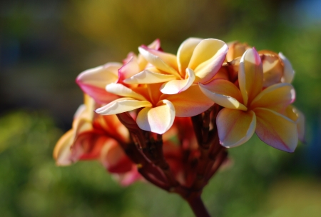 beautiful flowerの写真素材