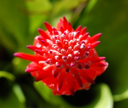 beautiful flowerの写真素材