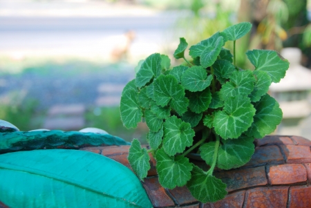 beautiful plantの写真素材