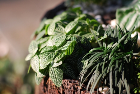 small plant in potの写真素材