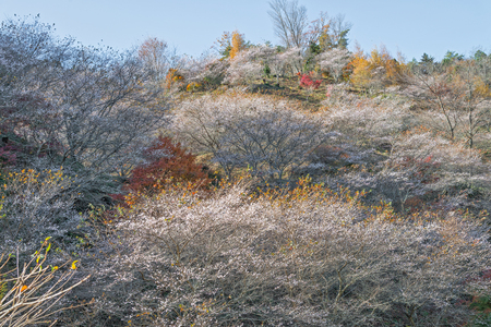 Shikizakura at Obara, Nagoya, Japanの写真素材