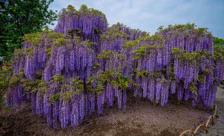 Wisteria - Fuji flowers in Japanの写真素材