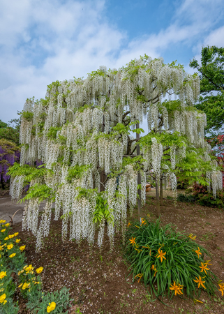 Wisteria - Fuji flowers in Japanの写真素材