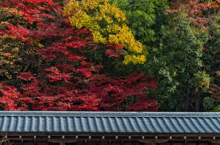 Beautiful autumn color change in Eikando temple, Kyoto, Japan.の写真素材