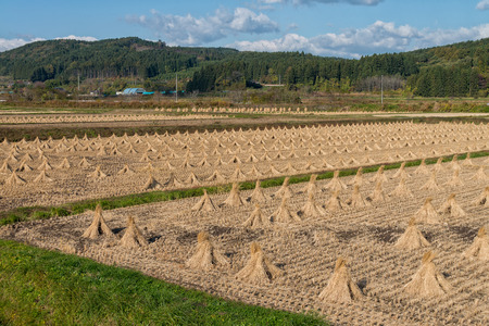 Harvested rice field in Japan.の写真素材