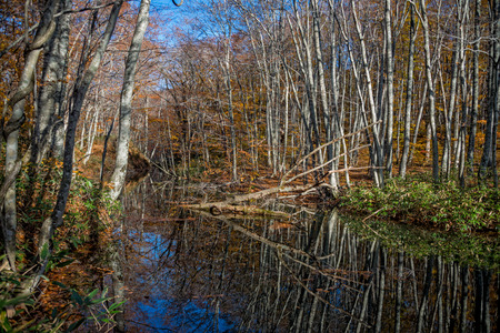 Leafless trees and reflection in autumn season, Japan.の写真素材