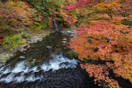 Fudo stream in autumn season at Nakano momiji mountain, Kuroishi, Aomori, Japan.の写真素材