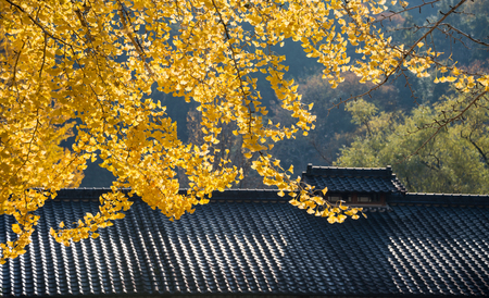 Beautiful bright Ginkgo leaves in autumn season.の写真素材