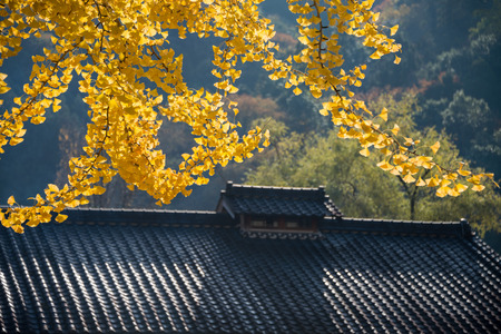 Beautiful bright Ginkgo leaves in autumn season.の写真素材