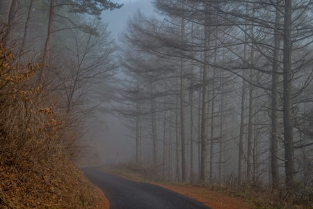 Pine trees forest with fog and sunrise in the morning.の写真素材