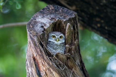 Spotted Owlet in the tree hole.の写真素材