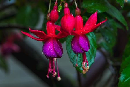 Fuchsia Magellanica, beautiful flower.の写真素材