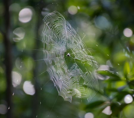 Close up view of spiral spider web.の写真素材
