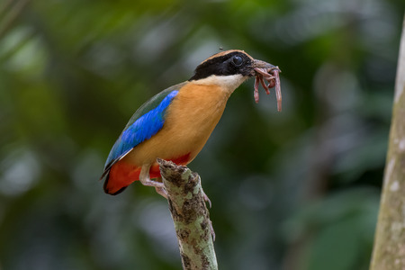 Blue-winged Pitta with earth worms for feeding the babies bird.の写真素材