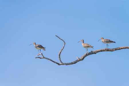 Flock of Eurasian Curlew migrated from the north land to Libong island, southern of Thailand during summer season.の写真素材