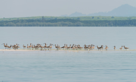 Flock of Eurasian Curlew migrated from the north land to Libong island, southern of Thailand during summer season.の写真素材
