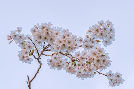 Isolated full blooming of Cherry blossom in spring season, Japan.の写真素材