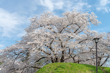 Full blooming of Cherry blossom in spring season, Japan.の写真素材