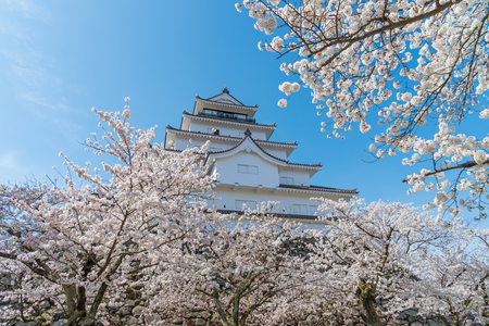 Tsuruga-jo castle with full blooming cherry blossom at Aizu-wakamatsu, Japan.のeditorial素材