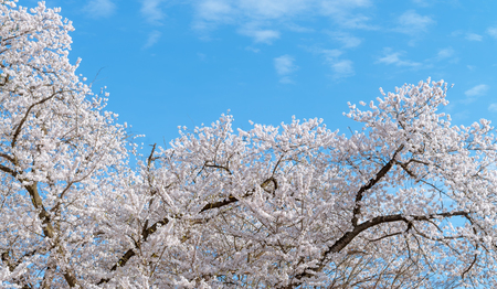Full blooming of Cherry blossom in spring season, Japan.の写真素材