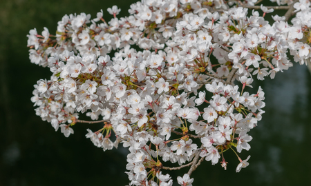 Full blooming of Cherry blossom in spring season, Japan.の写真素材