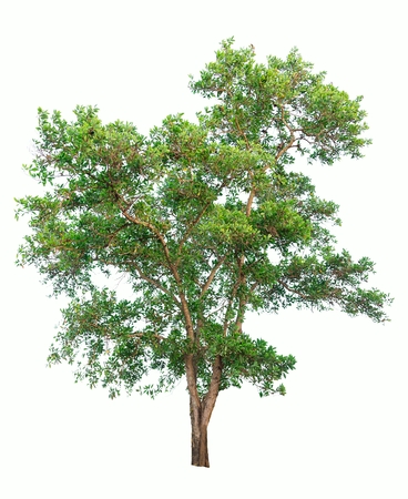 Isolated tree on white background.の写真素材