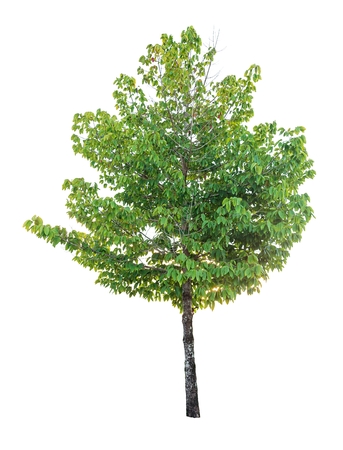 Isolated tree on white background.の写真素材