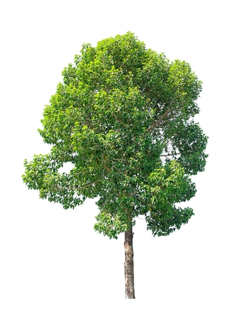 Isolated tree on white background.の写真素材