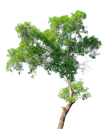 Isolated tree on white background.の写真素材