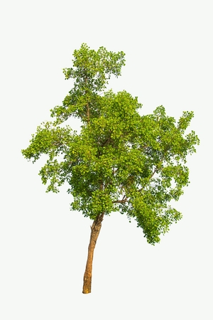 Isolated tree on white background.の写真素材
