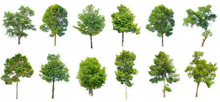 Collection of isolated trees on white background.の写真素材