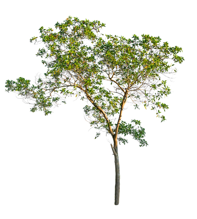Isolated tree on white background.の写真素材