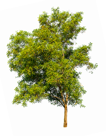 Isolated tree on white background.の写真素材