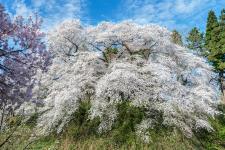 Cherry blossoms full blooming at Tsuruga-jo park, Aizu-wakamatsu, Japan.の写真素材