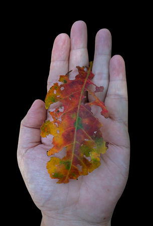Colorful tattered leave on a hand palm with isolated black background.の写真素材