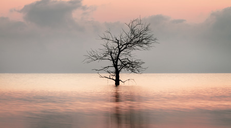 Dead tree in the lake with beautiful light reflection at Pakpra village.の写真素材