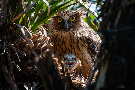 Buffy Fish Owl and her baby in the jungle of southern of Thailand.の写真素材