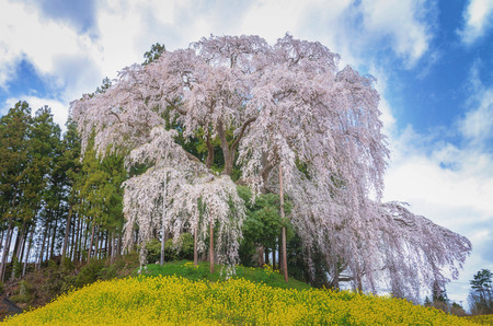 Kassenba giant pink weeping sakura with full blooming, Nihonmatsu, Japan.の写真素材