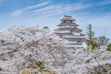 Beautiful cherry blossom full blooming around the Tsurugajo castle, Fukushima, Japan.のeditorial素材