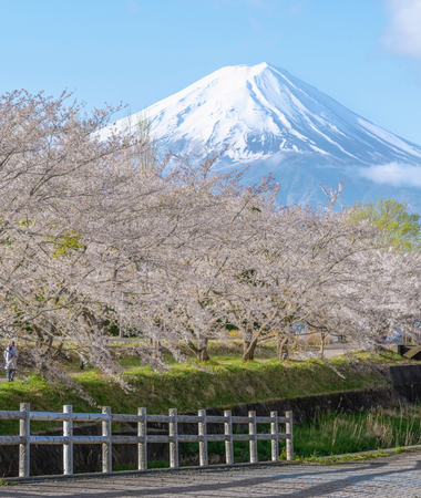 Cherry blossom and Fuji mountain at lake Kawaguchiko, Japan.の写真素材