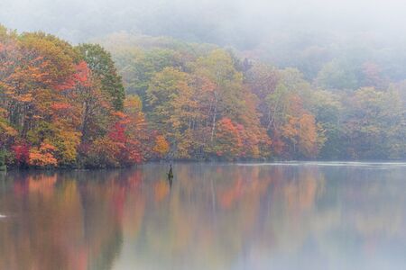 Kagamiike pond in autumn season with foggy weather, Nagono, Japan.の写真素材