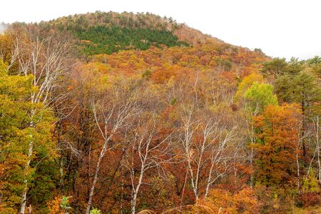 Mt.Shiga mountain area in beautiful autumn season at Nagano, Japan.の写真素材