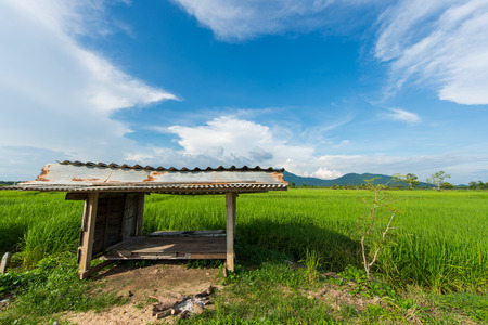 Wooden at the Rice fieldの写真素材