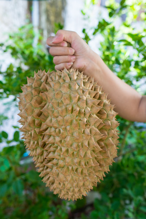 Durian fruitの写真素材